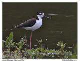 chasse dAmrique<br>Black-necked Stilt