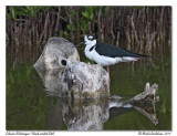 chasse dAmrique<br>Black-necked Stilt