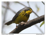 Paruline du Canada<br/>Canada Warbler