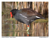 Gallinule dAmrique<br>Common Moorhen