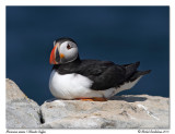 Macareux moine<br/>Atlantic Puffin