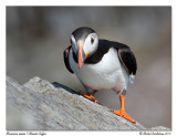 Macareux moine<br/>Atlantic Puffin