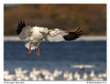 Oie des neiges<br>Snow Goose