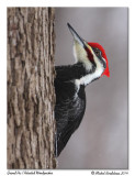 Grand Pic<br/>Pileated Woodpecker