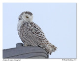 Harfang des neiges<br/>Snowy Owl