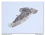 Harfang des neiges<br/>Snowy Owl