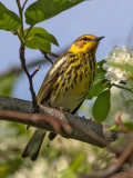 Paruline tigre<br/>Cape May Warbler