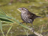 Carouge  paulettes<br/>Red-winged Blackbird