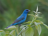 Passerin indigo <br/> Indigo Bunting