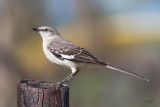 Moqueur polyglotte<br/>Northern Mockingbird