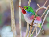 Todier de Cuba<br/>Cuban Tody