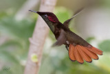 Colibri rubis-topaze<br/>Ruby-Topaz Hummingbird