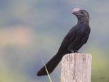 Ani  bec lisse<br/>Smooth-billed Ani