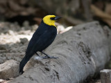 Carouge  capuchon<br/>Yellow-hooded Blackbird