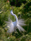 Grande aigrette<br/>Great Egret