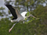 Tantale dAmrique<br/>Wood Stork