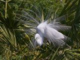 Grande aigrette<br/>Great Egret