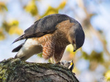 Épervier de Cooper - Cooper's hawk