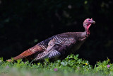 Dindon sauvage<br/>Wild Turkey