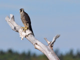 Faucon plerin<br/>Peregrine Falcon
