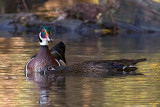 Canards branchus<br/>Wood Ducks