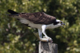 Balbuzard pcheur<br/>Osprey