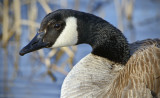 _DSC1247.jpg The Canada Goose