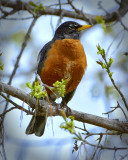 _DSC1332pb.jpg Lots of Robins in the Country Side