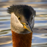 _DSC1570pb.jpgRed-Necked Grebe