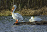 _DSC1615pb.jpg American White Pelican