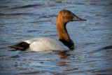 _DSC1610pb.jpg Canvasback Duck