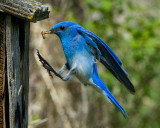 _DSC2433pb.jpg  Juicy Mealworms
