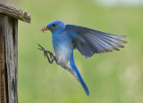 _DSC2579pb.jpg  Just Love The Blues