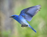 _DSC2517pb.jpg  In Flight