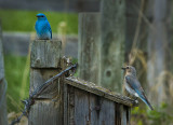 _DSC2423pb.jpg Mr. & Mrs. Bluebird