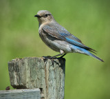 _DSC3891pb.jpg The Female Mountain Bluebird