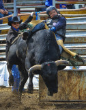 _SDP5114apb.jpg The Bull Rider