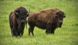 _DSC4888pb.jpg  Powerful Bison of the Plains