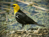 _DSC6479pb.jpg Yellowheaded Blackbird