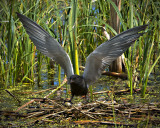 _DSC6701pb.jpg Black Tern on the Nest