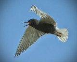 _DSC6688pb.jpg  Black Tern Feeding on Insects