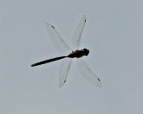 _DSC6750.jpg  Just a Dragonfly, Not Really