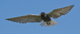 _DSC6856pb.jpg  Black Tern in Flight