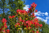 _DSC0329.jpg  Indian Paintbrushes