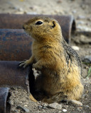 _DSC8280pb.jpg  Just A Gopher.... NOT