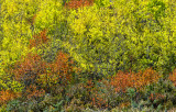 _DSC0357pb.jpg Fall Colors