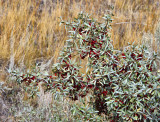 _SDP6858pb.jpg What Is This Bush? Pyracantha, Red firethorn