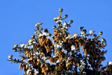 _SDP8015.jpg  Bohemian Waxwing