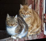 _GWW6286pb.jpg  Just Two Farm Kats