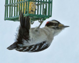 _DSC3376pb.jpg  The Downy Woodpecker  Male